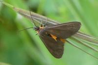 Dysauxes servula