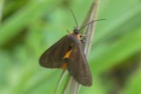 Dysauxes servula