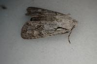 Lithophane ornitopus