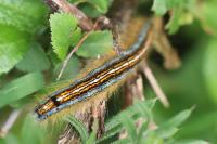 Malacosoma neustria