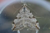 Aplocera plagiata