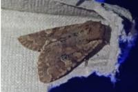 Apamea sordens