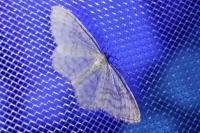 Asthena albulata