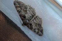 Cleora cinctaria