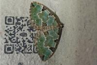 Colostygia pectinataria