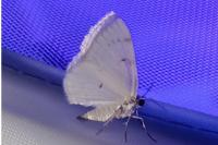 Lomographa bimaculata