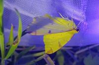 Opisthograptis luteolata