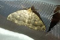 Triphosa dubitata