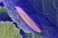 Wittia sororcula