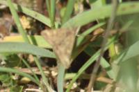 Pyrausta despicata