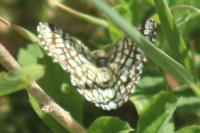 Chiasmia clathrata