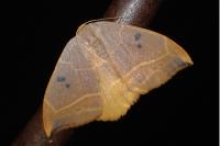 Watsonalla uncinula
