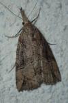 Hypena rostralis