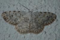Scopula submutata roseonitens