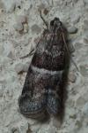 Elegia atrifasciella