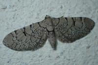 Eupithecia schiefereri