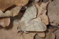Charanyca trigrammica