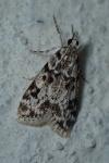 Eudonia