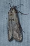 Megasis rippertella