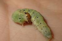 Achlya flavicornis