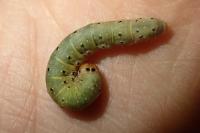 Achlya flavicornis