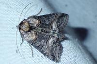 Abrostola asclepiadis