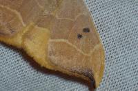 Watsonalla binaria