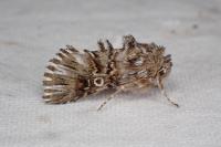 Omphalophana antirrhinii
