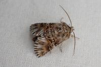 Omphalophana antirrhinii