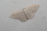 Scopula marginepunctata