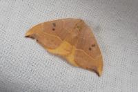 Watsonalla binaria