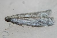 Ephestia