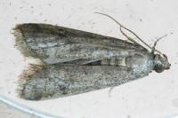 Ephestia