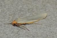 Eilema caniola