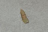 Aphomia sociella