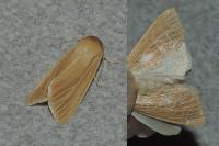Mythimna pallens