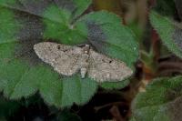 Eupithecia tripunctaria