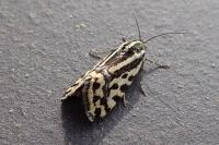 Emmelia trabealis