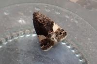 Tyta luctuosa