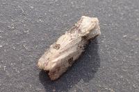 Agrotis puta