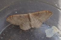 Idaea degeneraria