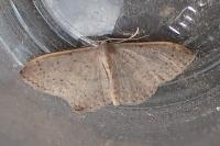 Idaea eugeniata