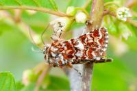 Anarta myrtilli