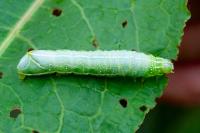 Amphipyra pyramidea