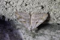 Aplocera efformata