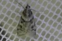 Eudonia angustea