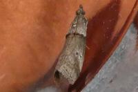 Acrobasis consociella/sodalella
