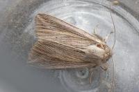 Mythimna riparia