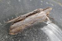Cucullia verbasci