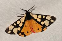 Arctia villica